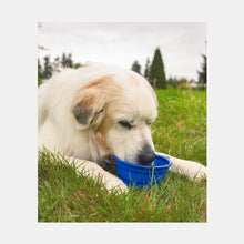 Load image into Gallery viewer, Collapsible Cloud Pet Bowl
